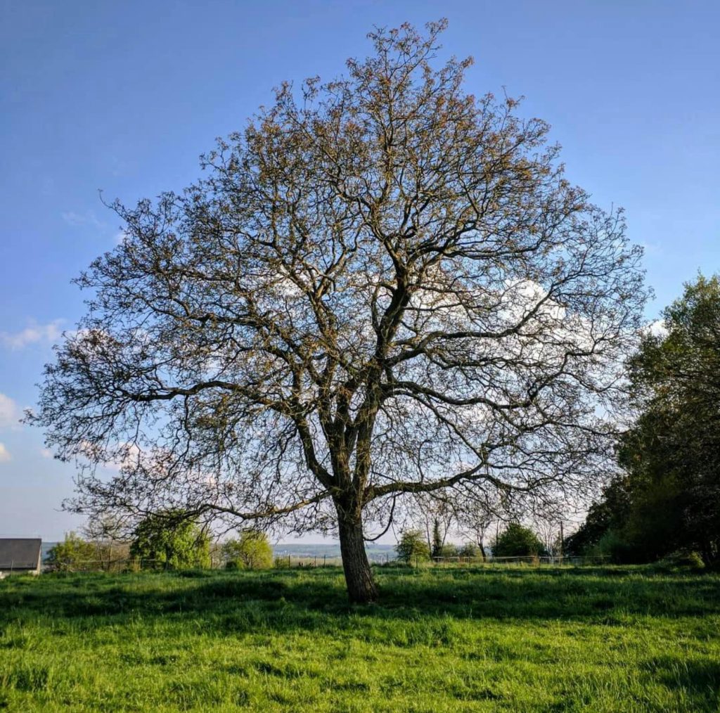 pexels-photo-30863058-30863058 Single tree stands tall in a vibrant green meadow under the clear blue sky.