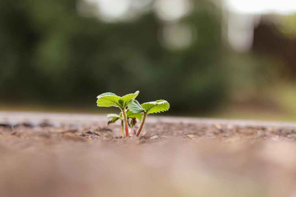 A young seedling sprouting from brown soil, captured in spring with a blurred background.