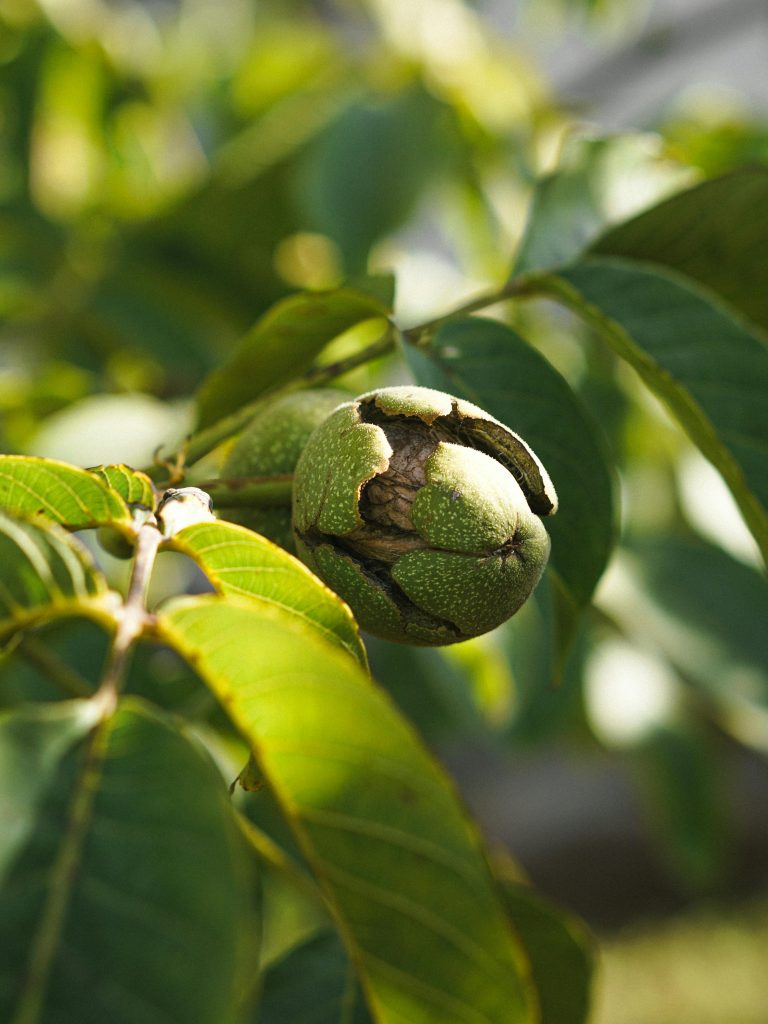 pexels-photo-13873939-13873939 Detailed close-up photograph capturing an unripe walnut on its tree with green leaves in soft sunlight.