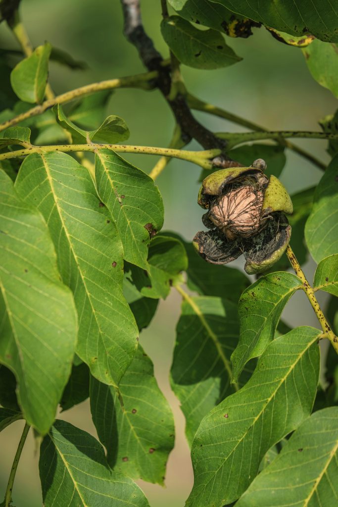 pexels-photo-28553972-28553972 Close-up of a ripe walnut on a tree branch surrounded by green leaves in autumn.